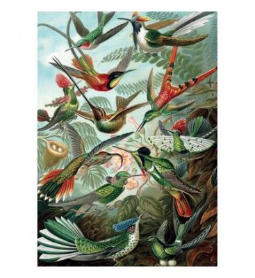 PIATNIK Puzzle carton 1000 pi&egrave;ces HAECKEL COLIBRIS  Multicolore