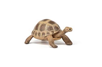 PAPO La Vie Sauvage Tortue D'hermann