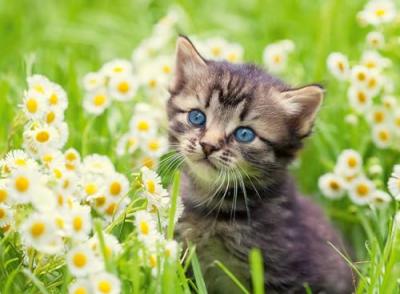 RAVENSBURGER Puzzle 500 pi&egrave;ces - Chaton dans la prairie