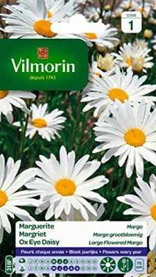 VILMORIN  Chrysanth&egrave;me grande marguerite Margo des pr&egrave;s