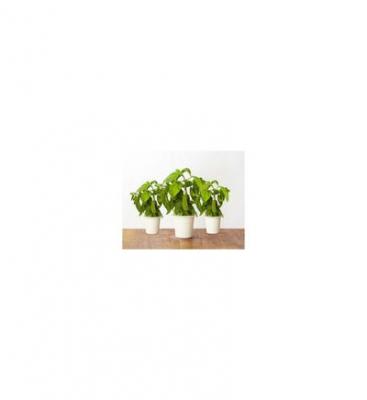 CLICK AND GROW Recharge triple de Basilic pour Smart Garden - 