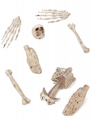 GENERIQUE Boland 1.66&nbsp;GR&nbsp;&ndash;&nbsp;Squelette Ensemble de 12&nbsp;os
