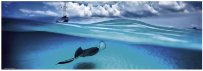 HEYE  - -29470 - Puzzle Classique - Stingray - 1000 Pi&egrave;ces