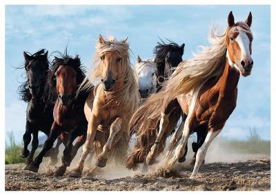 TREFL Puzzle 1000 Pi&egrave;ces : Chevaux,  
