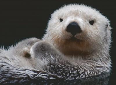 RAVENSBURGER Puzzle Douce Petite Loutre 