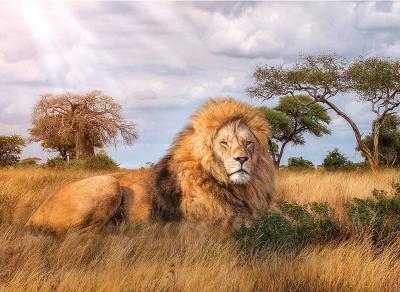 CLEMENTONI Puzzle Le Roi 