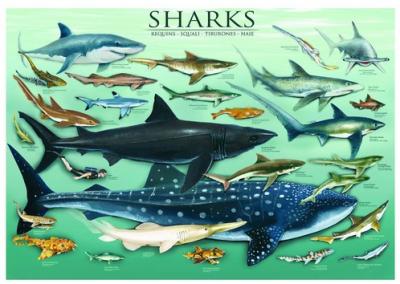 EUROGRAPHICS  - Puzzle Requins (1000&nbsp;pi&egrave;ces)