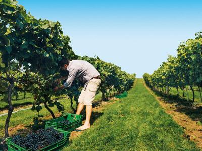 SMARTBOX  - &Agrave; la d&eacute;couverte de nos vignobles - Coffret Cadeau Gastronomie