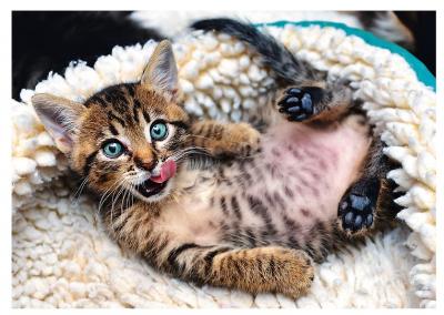 TREFL  916 10448 EA 1000pcs Kitten, Coloured