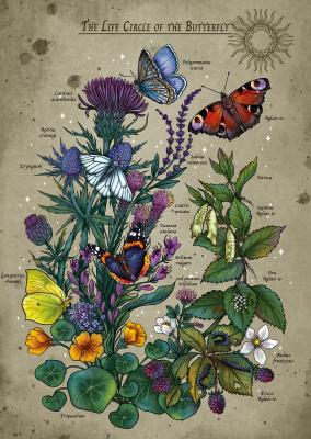 RAVENSBURGER  Puzzle adulte Cercle de vie du papillon - Multicolore