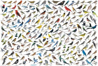 EUROGRAPHICS Puzzle Le Monde des Oiseaux, par David Sibley 