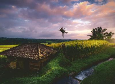 RAVENSBURGER Nature Edition - Rizi&egrave;res au Nord de Bali 