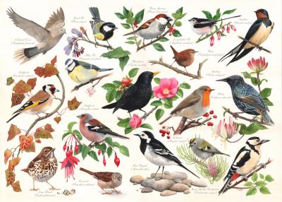 HOP HOUSE OF PUZZLES Oiseaux Dans Mon Jardin 