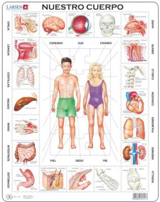 LARSEN Puzzle Cadre - Nuestro Cuerpo (en Espagnol) 