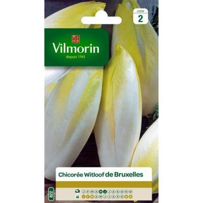 VILMORIN  - Sachet graines Chicor&eacute;e Witloof Platine