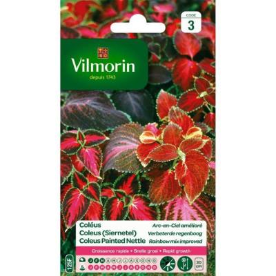 VILMORIN Coleus arc en ciel am&eacute;lior&eacute; feuillage jaune &agrave; pourpre &agrave; noir