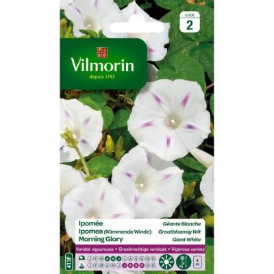 VILMORIN  - Ipom&eacute;e Blanche Etoil&eacute;e - G&eacute;ante Blanche
