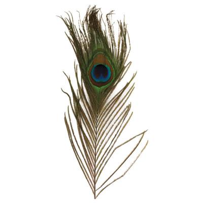 RAYHER Plume de paon - 25 cm - 3 pi&egrave;ces - 