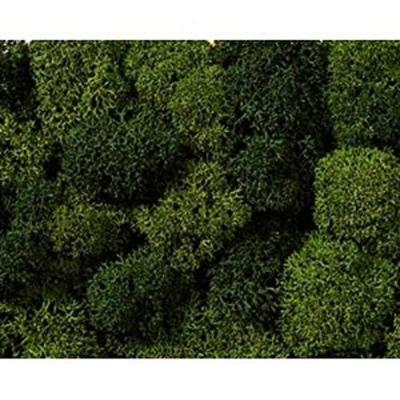 NOCH  Mousse 08610 Vert Clair, Vert fonc&eacute;