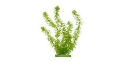 AQUA  Plantes Artificielles Hornwort