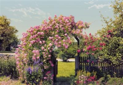 KOMAR Papier Peint - Rose Garden 368x254cm - Papier, 