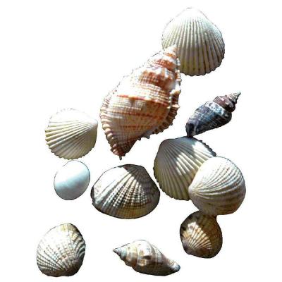  Sachet De 400g De Coquillages Assortis [Jouet]