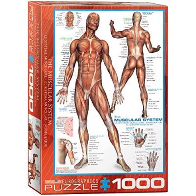 EUROGRAPHICS Puzzle Syst&egrave;me musculaire 