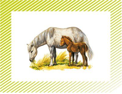 [LITO] Les Animaux Et Leurs Petits - Album Canard