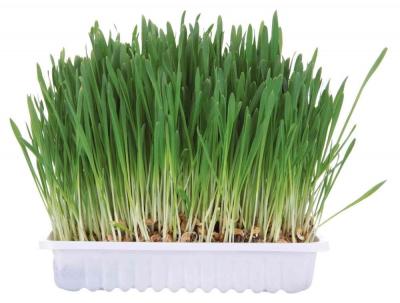 TRIXIE Bac D'Herbe Aux Petits Animaux, Bol/Env. 100 G - Mon Animalerie