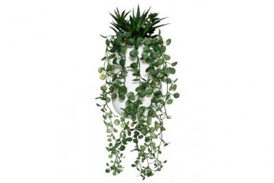 COMPOSITION PLANTE GRASSE RETOMBANTE 33CM  Vert, Anis, Menthe, Eau