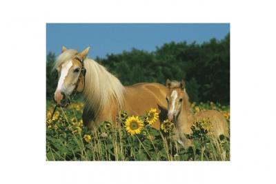 RAVENSBURGER  - 12628 - Puzzle - Mon Cheval - 200 Pi&egrave;ces XXL