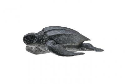 FIGURINES COLLECTA Figurine tortue luth  
