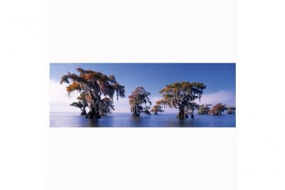 HEYE Puzzle 1000 Pi&egrave;ces : Popp-Hackner : Cypr&egrave;s chauve,  