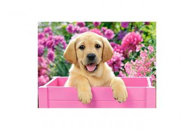 CASTORLAND  Puzzle Labrador Puppy in Pink Box, Puzzele 300 T- - Puzzle