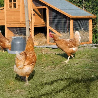 CEMONJARDIN C&eacute;monjardin - Poulailler en bois 3 poules Minnesota