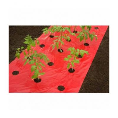 HTTPS: OUTIROR.COM IMG P 1 6 9 0 4 16904.JPG Film de paillage pour pieds de tomates 10 M x 0,95 M 