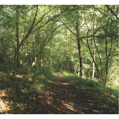 PLAGE Papier Peint Intiss&eacute; For&ecirc;t 270 cm X 250 cm - D&eacute;coration Nature pour Appr&eacute;cier la Beaut&eacute; de la Nature. 