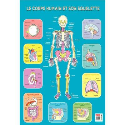  Poster p&eacute;dagogique - Squelette Humain - 52 x 76 cm 52 cm
