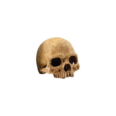 EXO TERRA Primat Skull D&eacute;coration 15x16x16 Cm