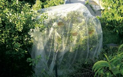NORTENE INTERMAS - Filet de protection PROTECT FRUIT 5,2 x 5 m