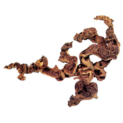 ZOLUX Racine maupani extra-large 