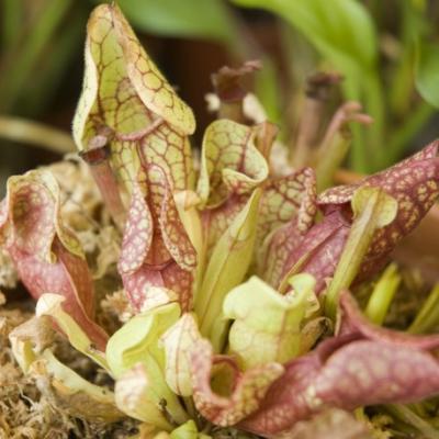 RADIS ET CAPUCINE Pot avec coupelle Plante carnivore  8 cm