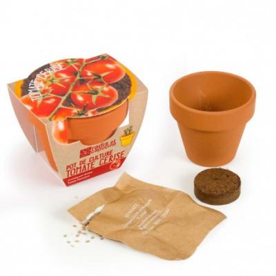 RADIS ET CAPUCINE Graines de Tomate Cerise bio en pot de culture terre cuite