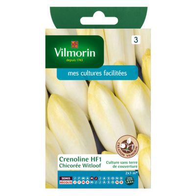 VILMORIN  Chicor&eacute;e Witloof Endive Crenoline HF1 cr&eacute;ation 