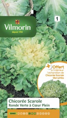 VILMORIN  Sachet graines Chicor&eacute;e Scarole Ronde Verte &agrave; Coeur Plein