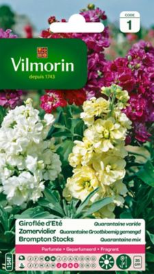 VILMORIN  Girofl&eacute;e Quarantaine a grandes fleurs vari&eacute;es