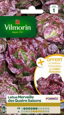VILMORIN Laitue Pomm&eacute;e Merveille de 4 Saison+&eacute;chantillon laitue Flamme