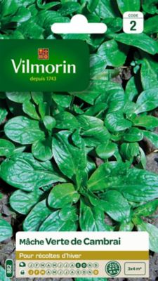 VILMORIN  - Sachet graines Mache verte de Cambrai