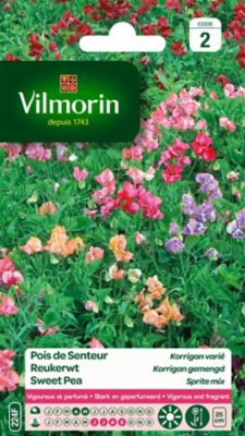VILMORIN  Pois de senteur Korrigan vari&eacute; massifs nains