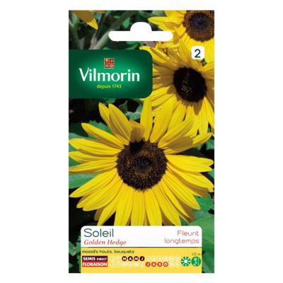 VILMORIN  Tournesol Golden Hedge floraison tr&egrave;s longue